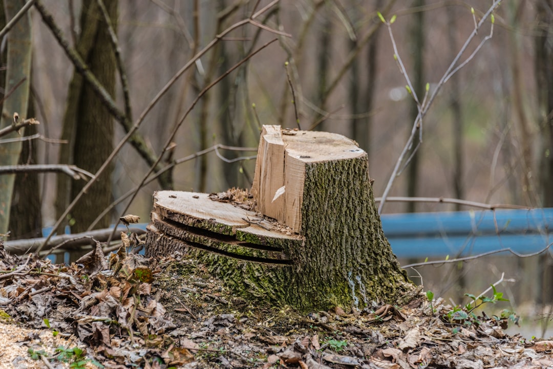 Photo Chainsaw, Woodcutting